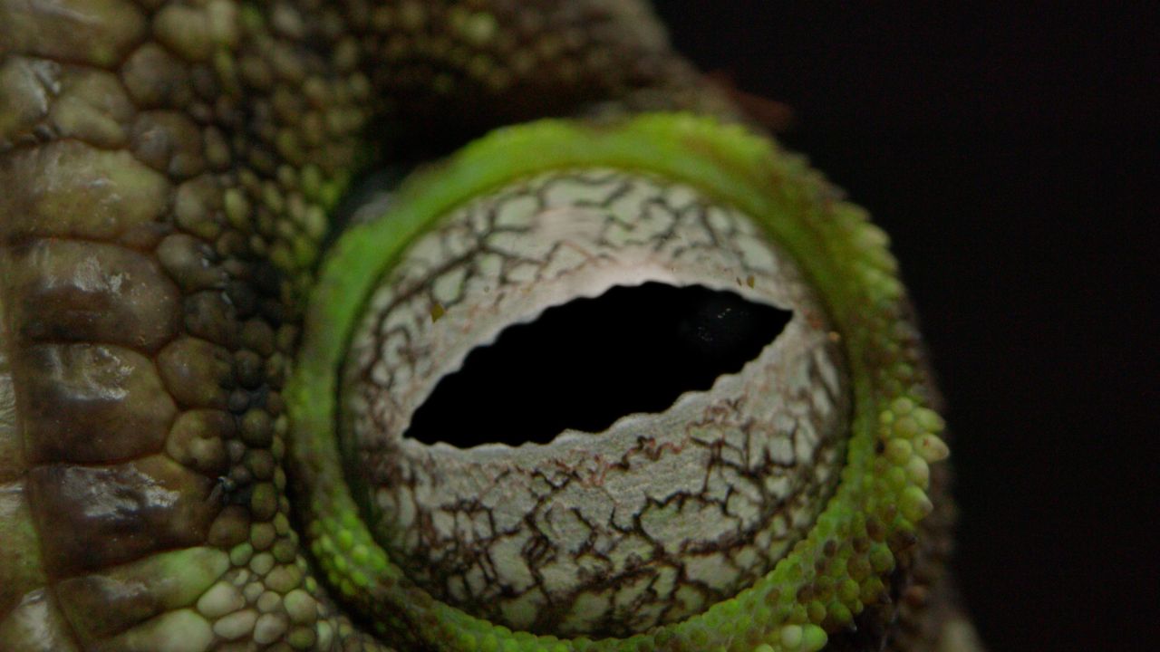 A Disturbing Look at Reptile Smuggling, Betrayal, and Corruption A Disturbing Look at Reptile Smuggling, Betrayal, and Corruption